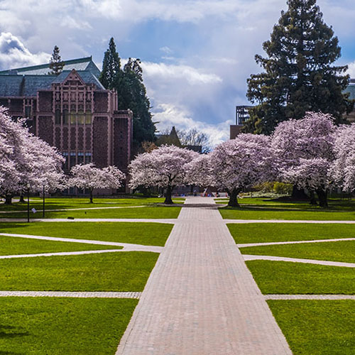 cherry trees in UW Quad